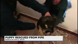 Police rescue German shepherd puppy from pipe