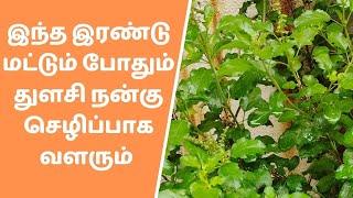 துளசி நன்றாக வளர இதை பண்ணுங்க | Tulsi plant growing tips in tamil | How to grow tulsi plant in pot