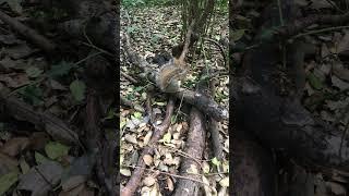 squirrel eating apple ️ #squirrel #ecureuil #eekhoorn #squirrelfriend #satisfying #soothing