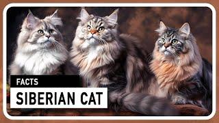 The Siberian Cat - A majestic and family friendly hunter