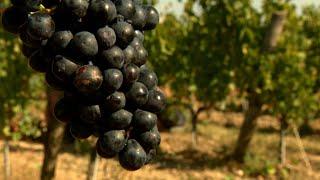 The grape harvest in France's Loire Valley • FRANCE 24 English