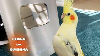 My Birds Overexcited and Pooped on YouTube Silver Play Button Plaque