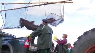 Umsetzen der Störe beim traditionellen Abfischfest der Müritzfischer