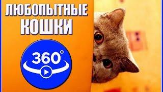 Curious cat. Video 360 degrees.