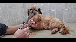 How to groom a Shorkie(Shih-Tzu/Yorkshire Terrier)dog breed, Full groom transformation, fat deposit