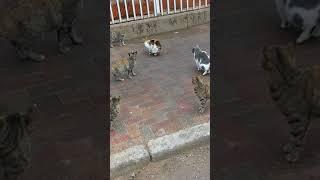 30 котиков Мяукают Мяу  30 funny feral cats meowing Meow  Kucing lucu  Lustige katzen 猫 Chat drôle