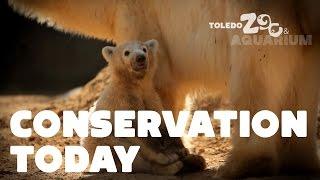 Polar Bears - Conservation Today