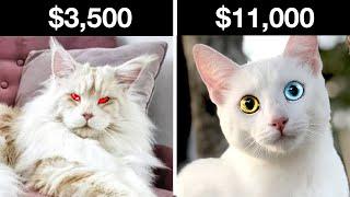 Top 5 Most Expensive & Rarest Cat Breeds Only Rich People Can Buy (Khao Manee, Maine Coon, & more)