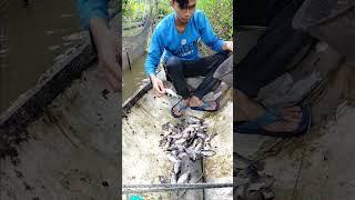 Pasang bubu ikan berujung bakar ikan