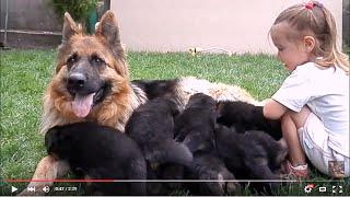 ДЕВОЧКА и ЩЕНКИ Немецкой Овчарки. Girl and German shepherd puppies. Одесса.