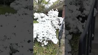 Azalea Bush:  White Flowers #SHORTS