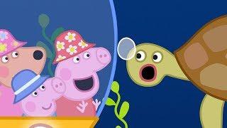 Peppa Pig Français  La Grande Barrière De Corail | Dessin Animé