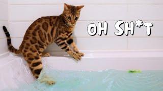 Our Bengal cat goes in water for the first time | Ep 15