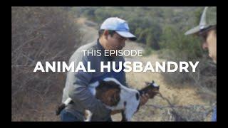 Cultivating Careers | Animal Husbandry