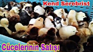 Kənd Ve Serebrist Cüce Satisi 0506023474 070 345 95 96 070 849 73 47