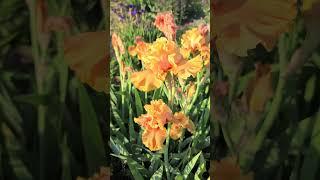 Orange bearded iris