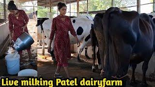 Cow live milking at Patel dairyfarm / hf cow farm in gujarat