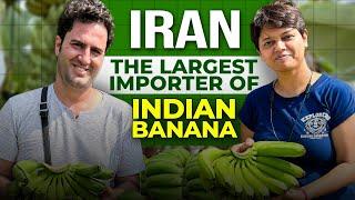 Where to Export Banana?I| KDSushma