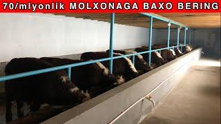 70-mlyonga  bitgan  MOLXONA  va  14-ta  QOZOQISTON  BUQALARINI  BOQISH  SIRLARI. KORIB BAXO BERING