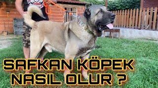 TÜRK ÇOBAN KÖPEKLERİ | SAFKAN | KANGAL  | AKBAŞ | MALAKLI | BOZ | TARTIŞMASI