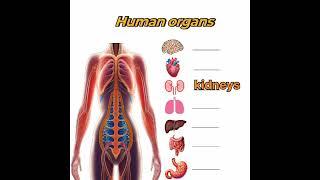 human organs