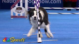 Purina Pro Plan Incredible Dog Challenge Agility Show at the 2024 National Dog Show | NBC Sports