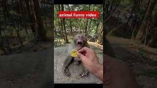 #funny#shorts# video  #animals #comedyvideos #funnyvideo