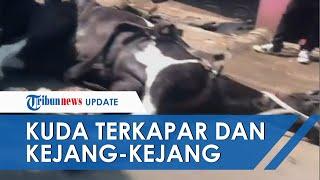 Viral Video Kuda Diduga Kelelahan, Terkapar hingga Kejang-kejang di Pinggir Jalan Kawasan Tangerang