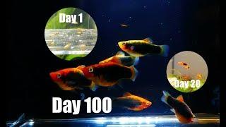 Platy Fish Life Cycle (Breeding Project)