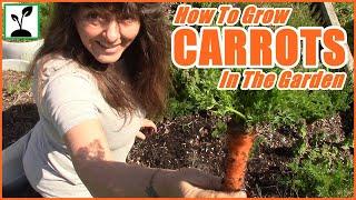 Planting Carrots In The Raised Bed Garden ~ How To Grow Carrots