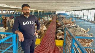 Pakistan Modern Goat Farm Alpha Livestock and Goat Farm