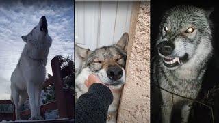 Wolves Are Badass And Cute! (TikTok Compilation)