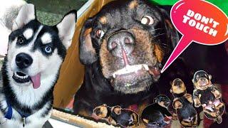 Roxy Puppy Touch Karne Nahin de Rahi️ Dog Can talk part 82. Rottweiler protecting. Review reloaded