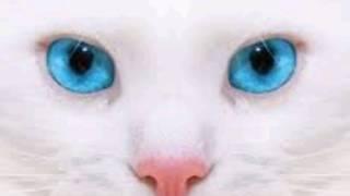 The most beutiful bilue eyed cats pictures animals pic