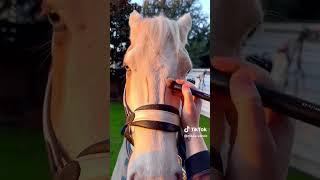 Funny horse TikTok! 