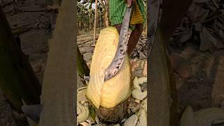 banana tree satisfy cutting tree, 3 #satisfying #shorts