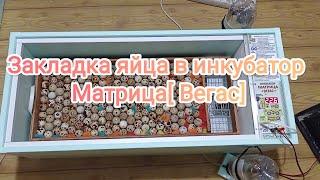 Закладка яйца в инкубатор Матрица Вегас