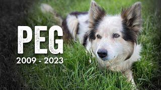 In Memory of a Loyal Collie Sheepdog