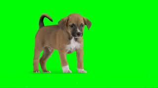 Green Screen Puppy | Dog Green Screen Effect | Dog Chroma Key