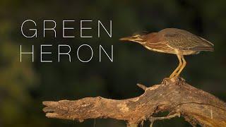 Avian Reveries: Green Heron