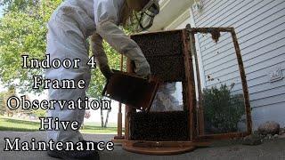 Indoor 4 Frame Observation Beehive Hive 360 Degree Rotation Maintenance