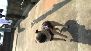 Pug vs Golden retiever and Lhasa