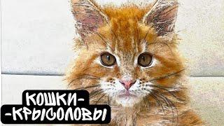 КАКИЕ КОШКИ ЛОВЯТ КРЫС. мифы и заблуждения / как найти кота-крысолова