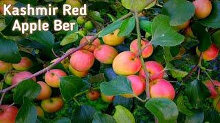 Kashmir Red Apple Ber Farming Contact No +918609771886 @Mobisafi