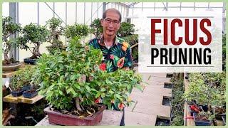 Large and Small Ficus Bonsai Pruning