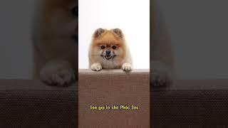 Top 5 giống chó nhỏ nhất thế giới