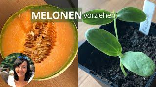 Melonen erfolgreich vorziehen: Schritt-für-Schritt-Anleitung für die Anzucht von Melonen