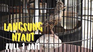 branjangan parva gacor pancingan untuk branjangan bahan di jamin langsung nyaut|dunia burung indo