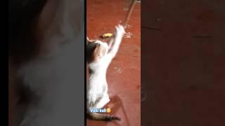 kali node venda #youtubeshorts #funny #cat #shorts