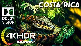 4K HDR Immersive 60FPS Dolby Vision | Treetop Wildlife of Costa Rica